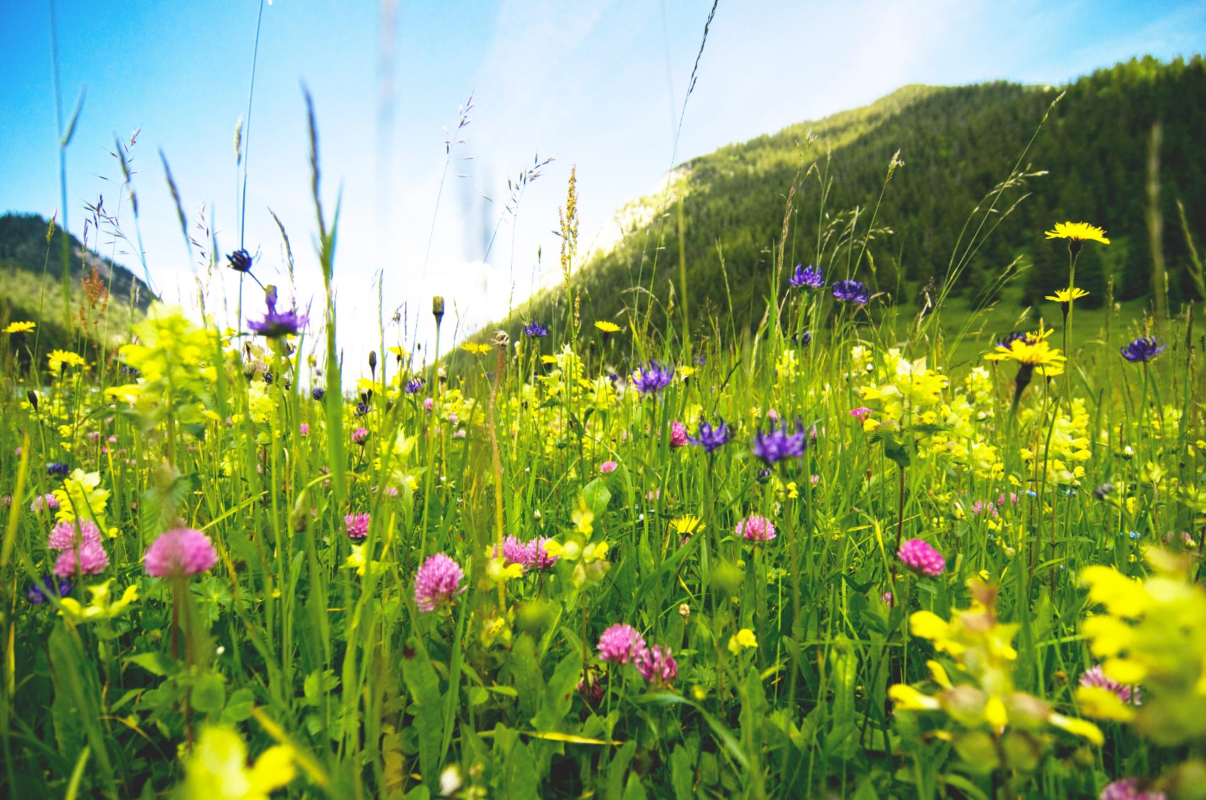 blumenwiese